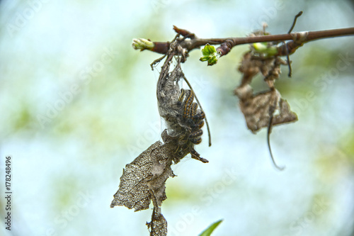 Fototapete voracious caterpillars hanging on a leaf