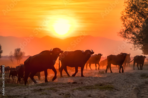 water buffalo grazing at sunset  next to the river Strymon in Northern Greece.