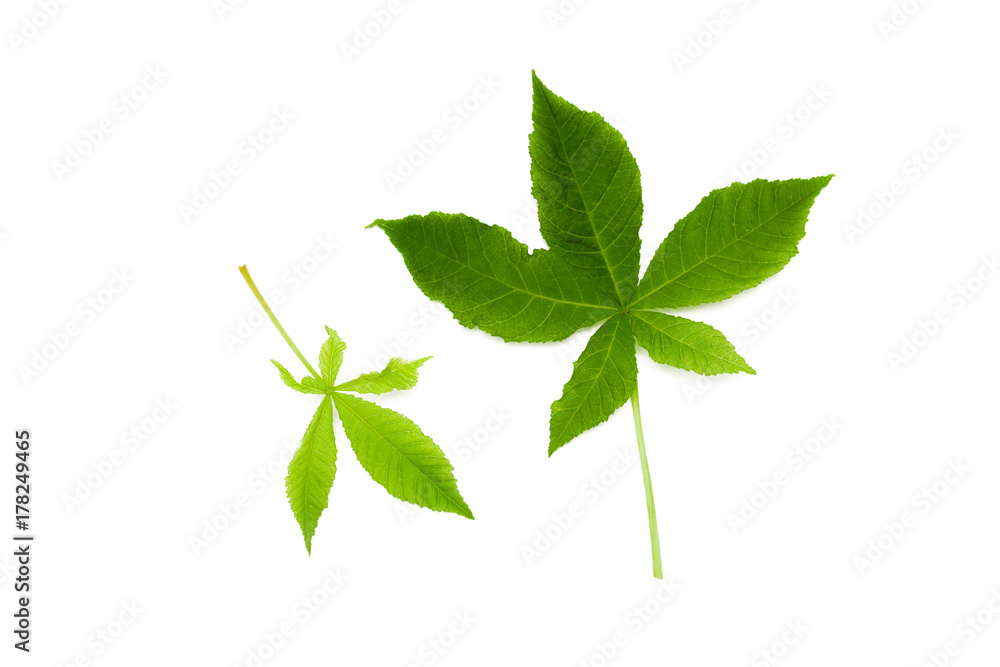 Fototapeta premium Green leaf