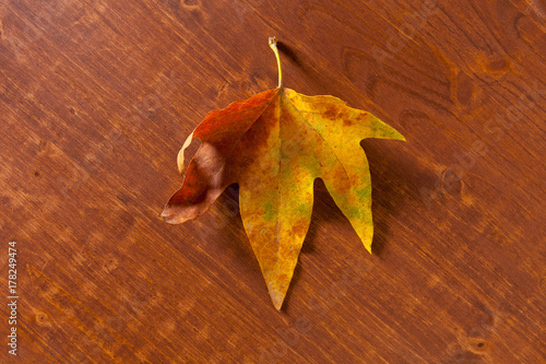 Obraz na plátně Autumn leaves