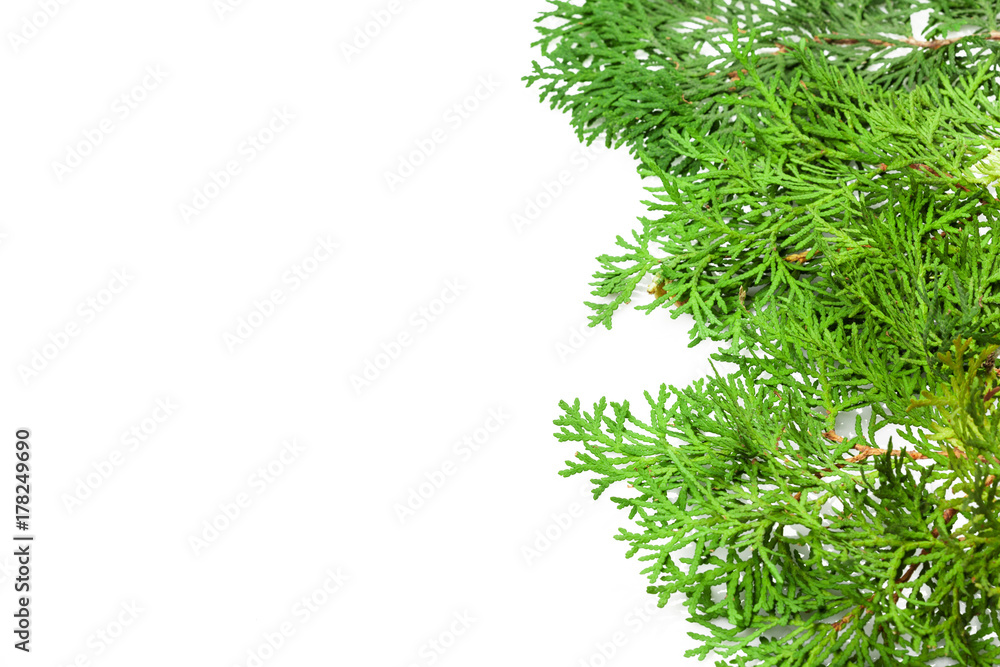 Fir branches Fir branches