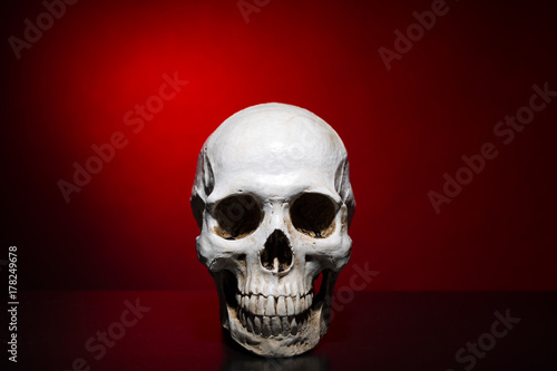 Human skull over dark red background