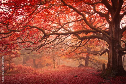 Obraz Jesienny spacer