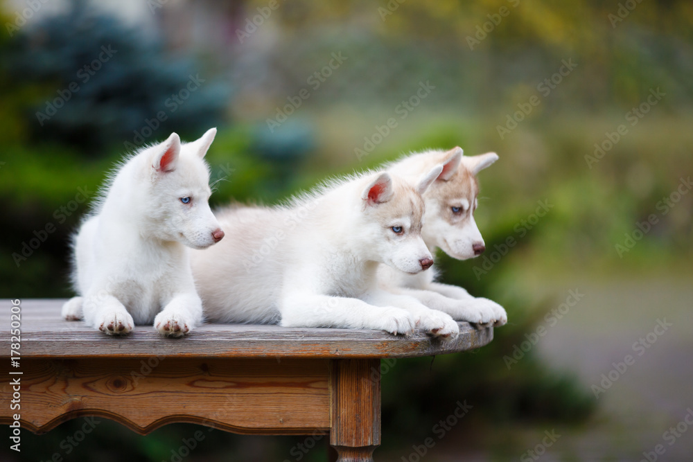 Husky puppies on a table Husky puppies on a table
