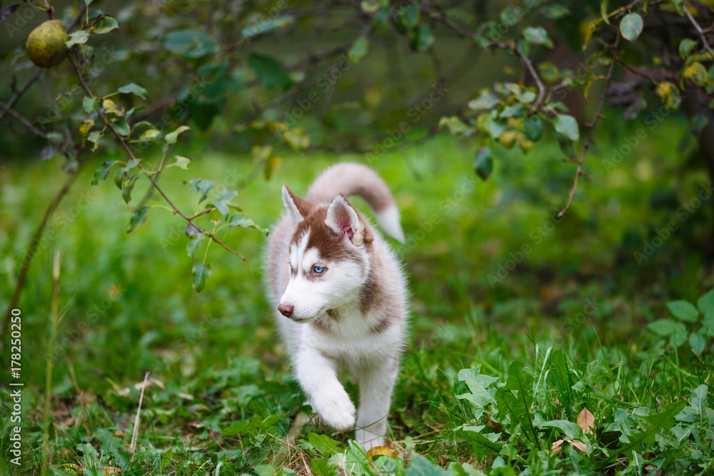 Fototapeta premium Husky puppy in a garden