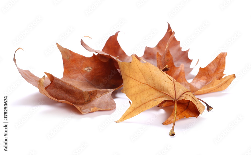 Fototapeta premium Dry planetree leaves isolated on white background