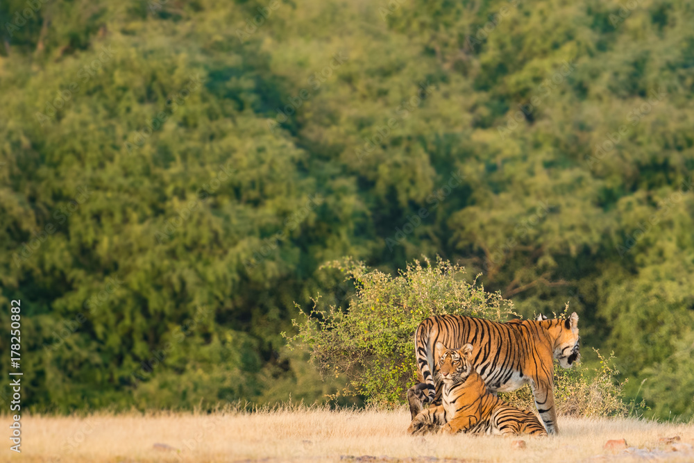 Fototapeta premium Ladali T8 Tigress and her cub from Ranthambore Tiger Reserve 