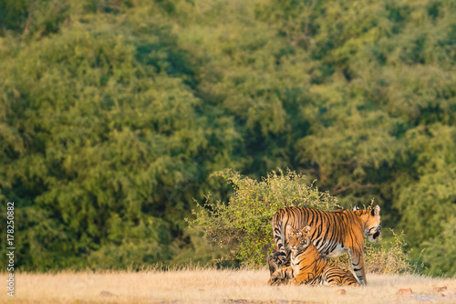 Ladali T8 Tigress and her cub from Ranthambore Tiger Reserve 