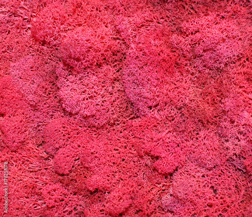 Blurred seamless red texture. Seaweed paint red. unusual tone background.