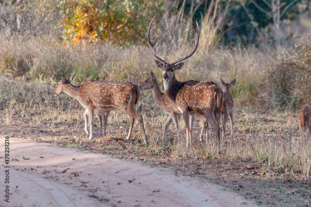 Obraz premium Nice image of Indian deers in Panna national park.