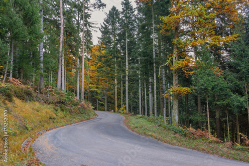 Autumn landscape - Black Forest. A small road in the mountains of the Black Forest with many firs.