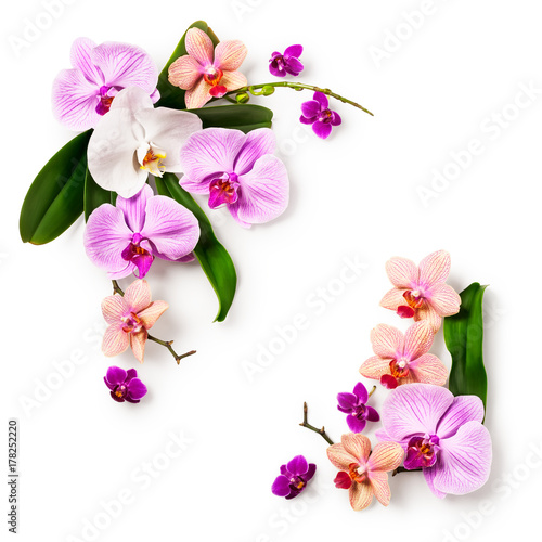 Frame with orchid flowers