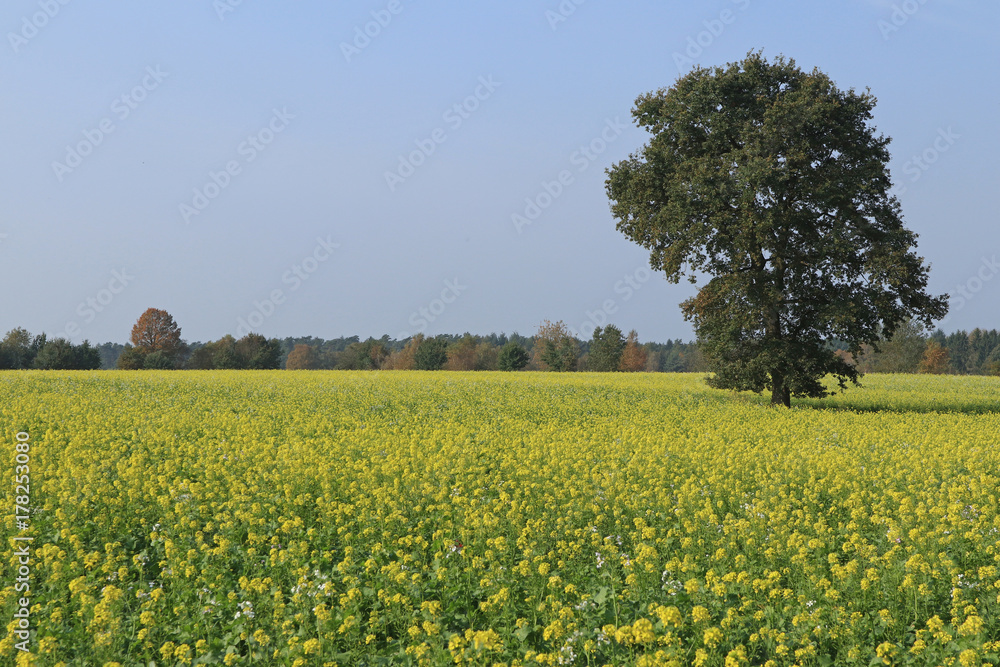 Acker in Schleswig Holstein mit gelb blühendem Senf als Gründüngung