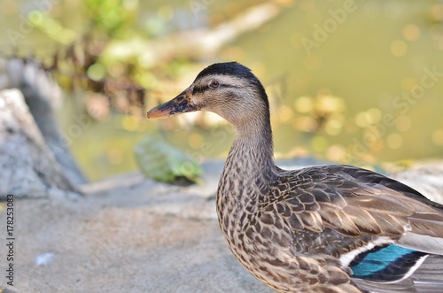 Portrait of a duck - Mallard