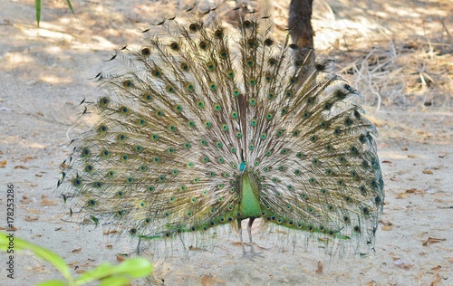Beautiful peacock with a flowing tail