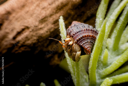 Land hermit crabs, Coenobita, hermit crabs photo