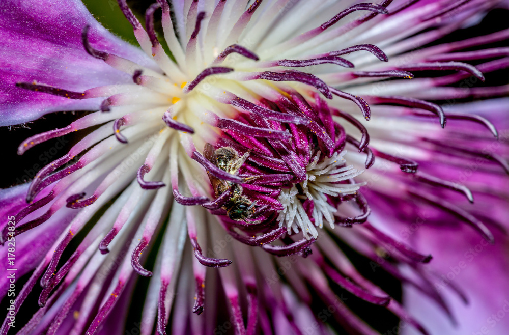 Obraz premium Clematis flower with bee