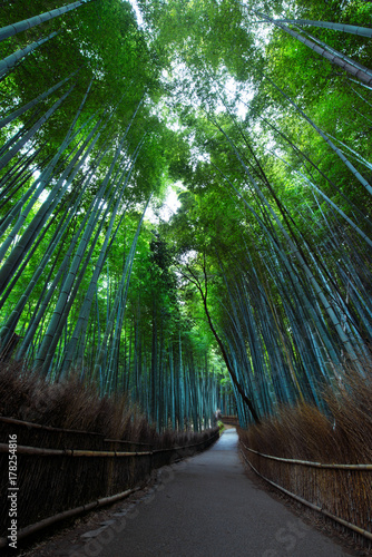 Bamboo Forest  Japan