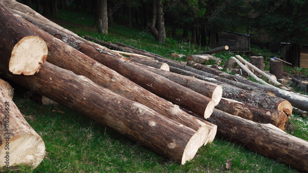 Felled tree trunks stacked in random order. Wide-angle lens
Felled tree trunks stacked in random order. Wide-angle lens