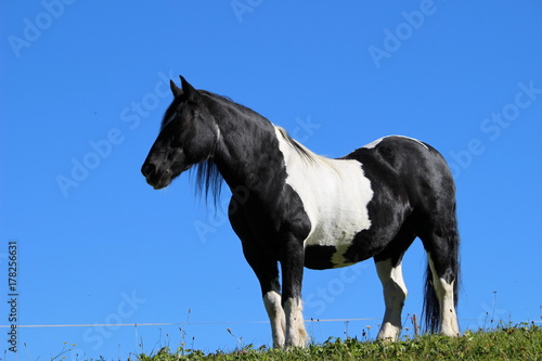 Pferd schwarz weiß