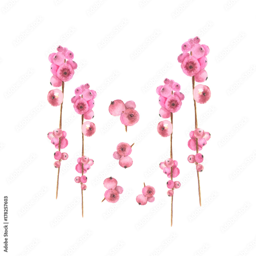 Obraz premium Watercolor rose snowberry. Hand-drawn illustration. Isolated on white