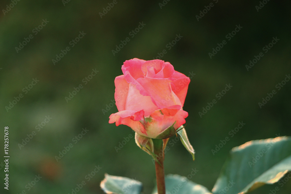 One red rose flower in garden