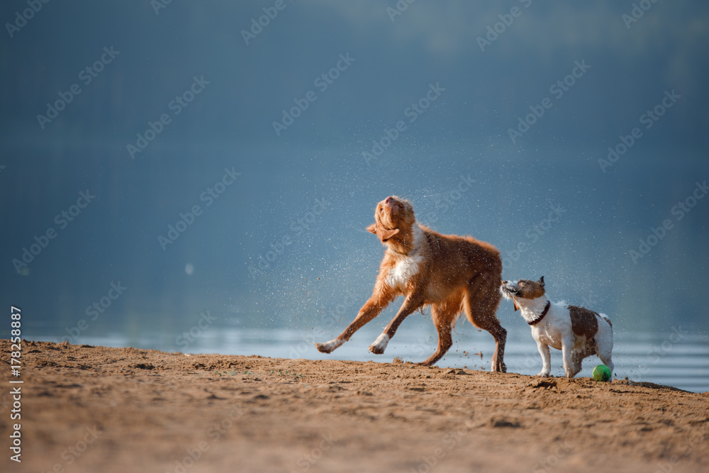 Two dogs running on the sandy shore of the lake