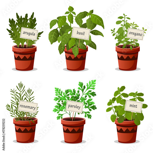 Set of culinary herbs in pots with name plates with arugula basil oregano rosemary parsley mint. Vector illustration.