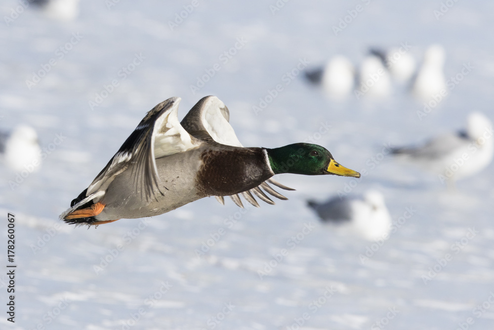 Obraz premium Mallard drake in flight