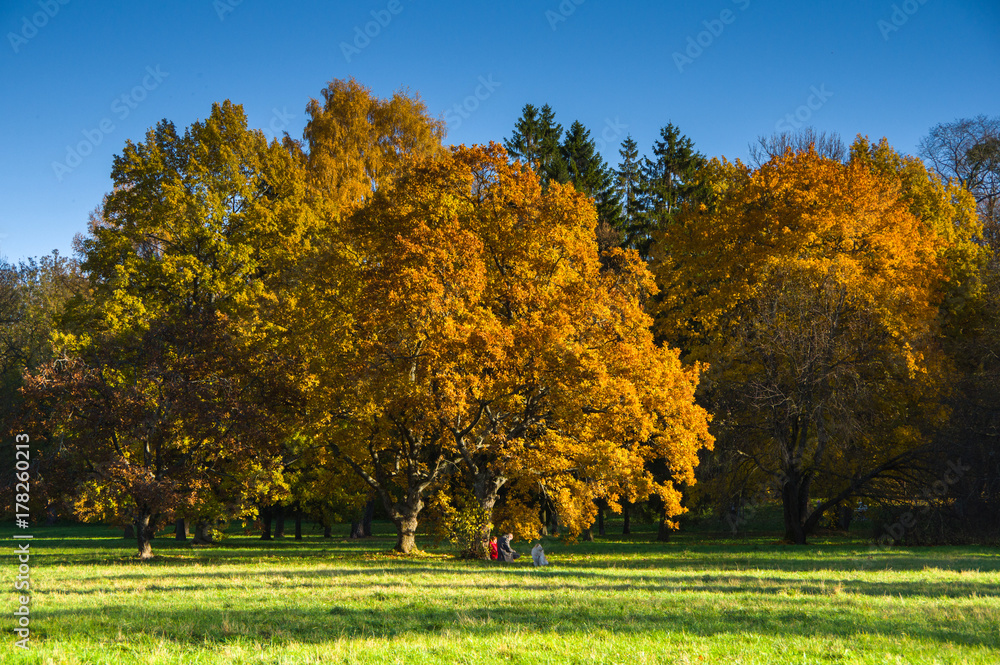 Autumn landscape with deciduous trees in the park