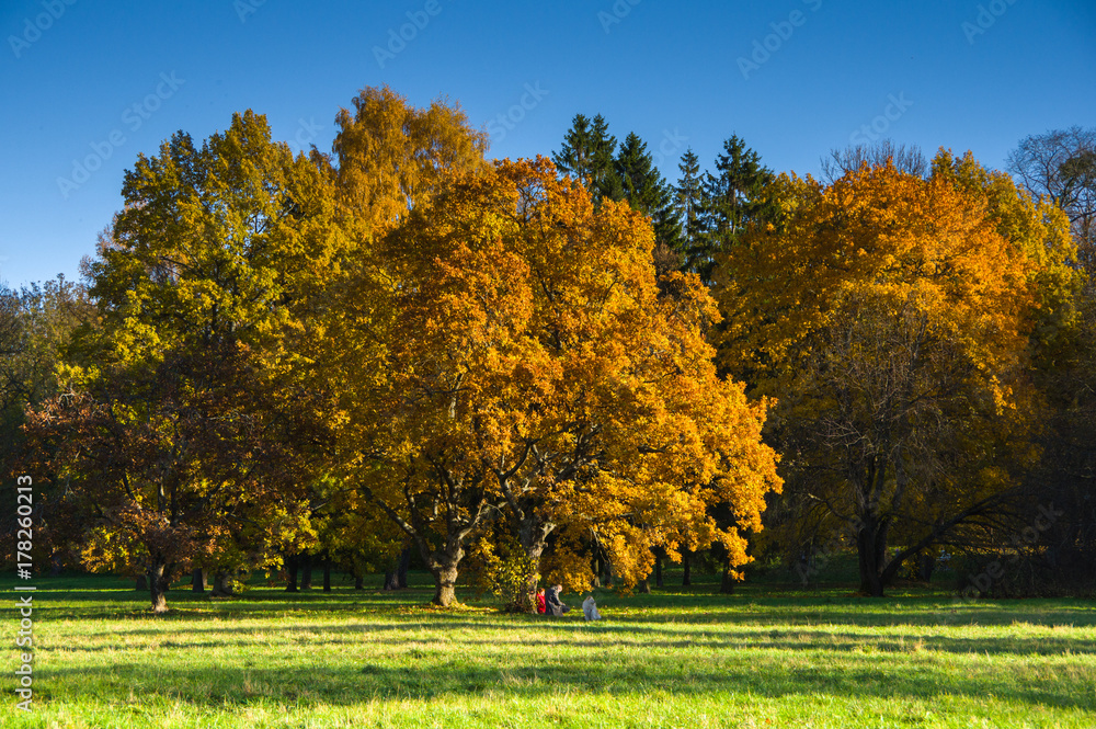 Autumn landscape with deciduous trees in the park Autumn landscape with deciduous trees in the park