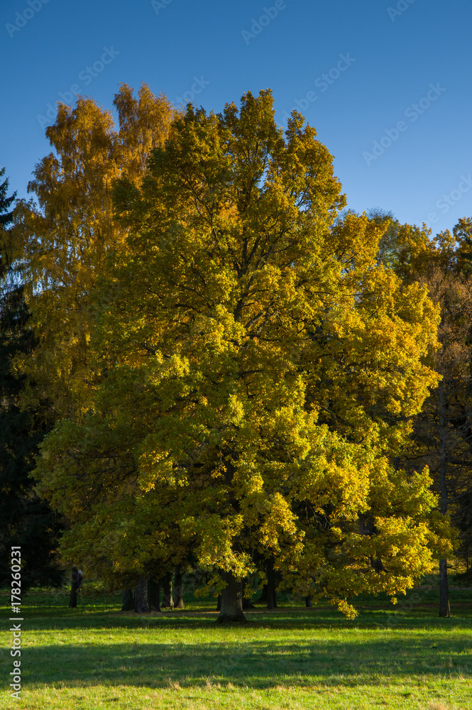 Autumn landscape with deciduous trees in the park