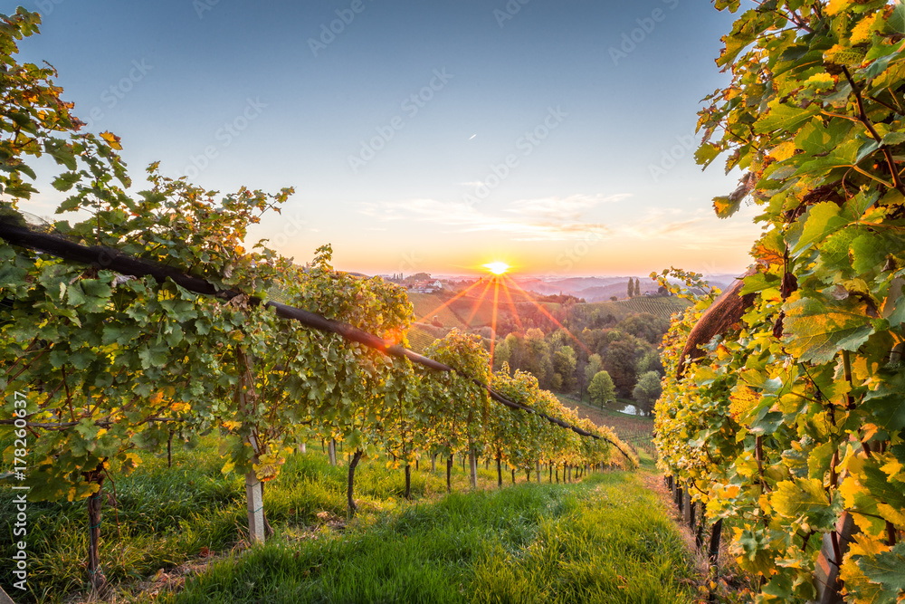 Fototapeta premium Sonnenaufgang in den Weinbergen in der Steiermark