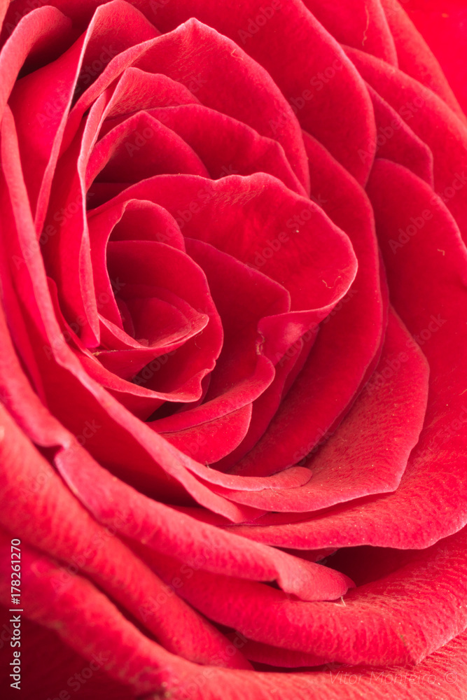 Red Rose Red Rose