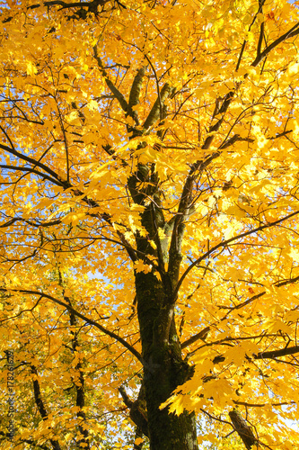 Yellow crown maple.