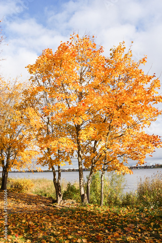 A group of orange maples by the river.