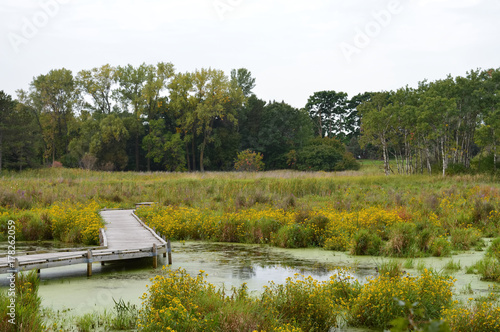 Boardwalk in the wetland