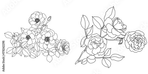 Bunch of graphic black roses on a white background. Vector.
