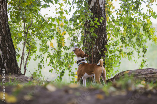 the basenji dog is howling in the forest © krushelss