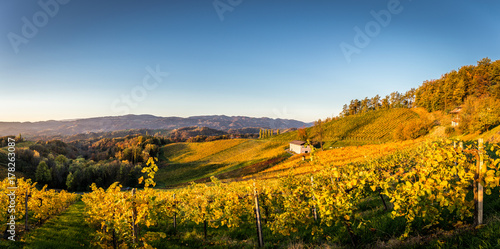 Weinreben unter blauem Himmel in der Steiermark im Herbst