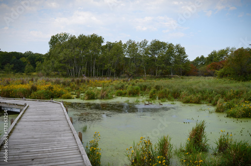 Boardwalk in the wetland