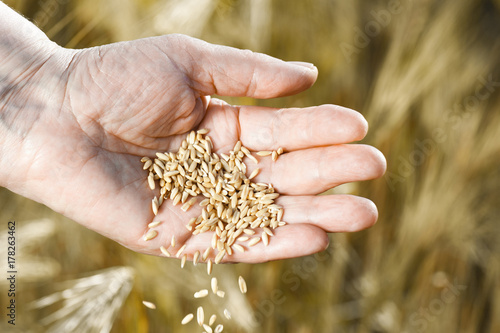 Harvest time and golden hour. Wheat grains falling from old woman hand in the wheat field, blur focus © Alex