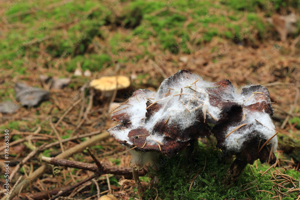 Pilze sind vom Pilz befallen