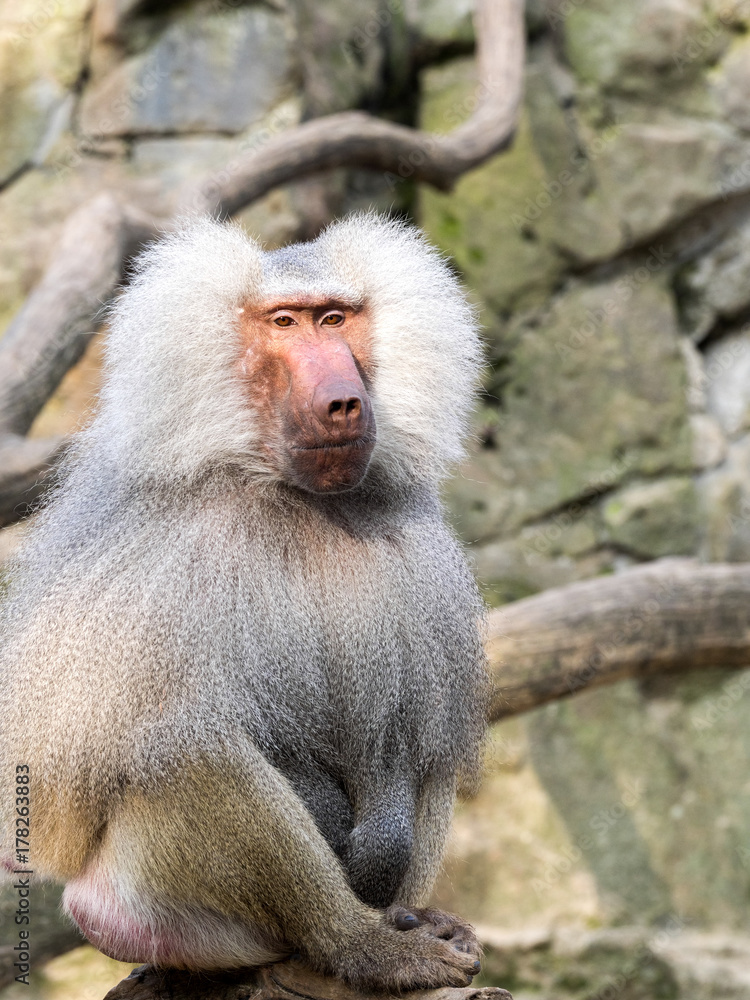 Hamadryas baboon, Papio hamadryas on high rock Hamadryas baboon, Papio hamadryas on high rock