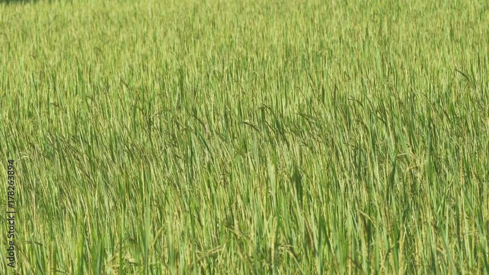Close up of the beautiful rice plants in gorgeous paddy field on organic farm.
Close up of the beautiful rice plants in gorgeous paddy field on organic farm.