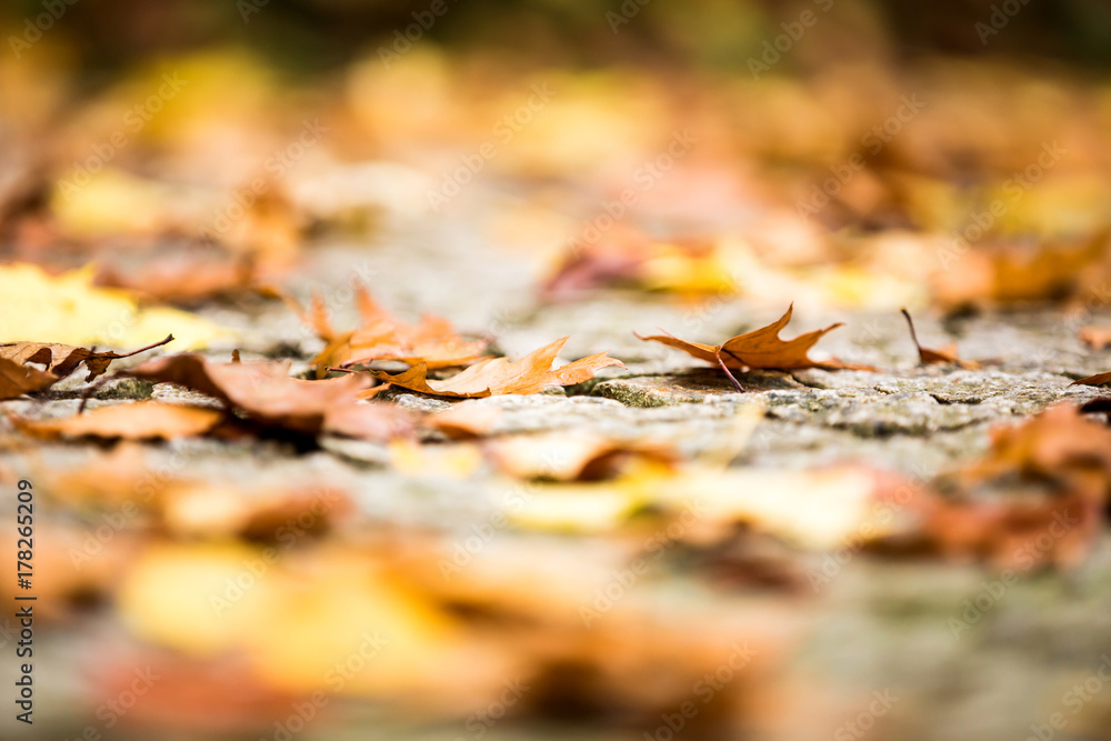 Autumn close up. Abstract autumnal background with shallow depth of field. Dropped colorful leaves lying on the ground.