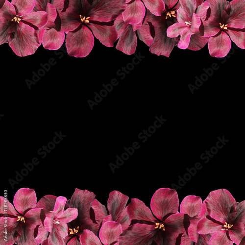 Fototapeta Naklejka Na Ścianę i Meble -  Beautiful floral background of dark red pelargonium 