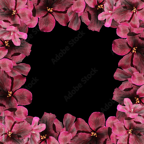 Fototapeta Naklejka Na Ścianę i Meble -  Beautiful floral background of dark red pelargonium 