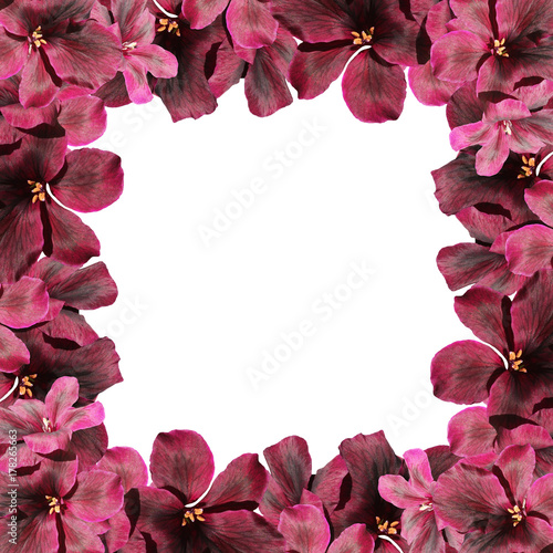 Fototapeta Naklejka Na Ścianę i Meble -  Beautiful floral background of dark red pelargonium 