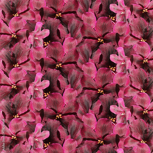 Fototapeta Naklejka Na Ścianę i Meble -  Beautiful floral background of dark red pelargonium 
